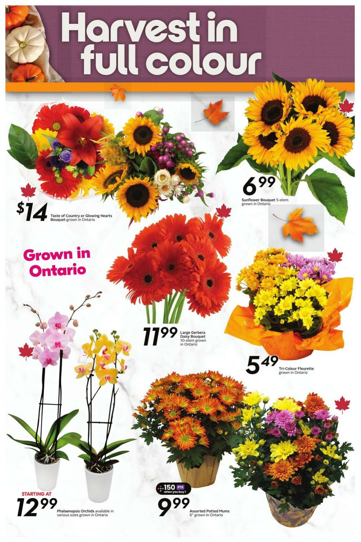 Flyer Sobeys 02.10.2025 - 08.10.2025